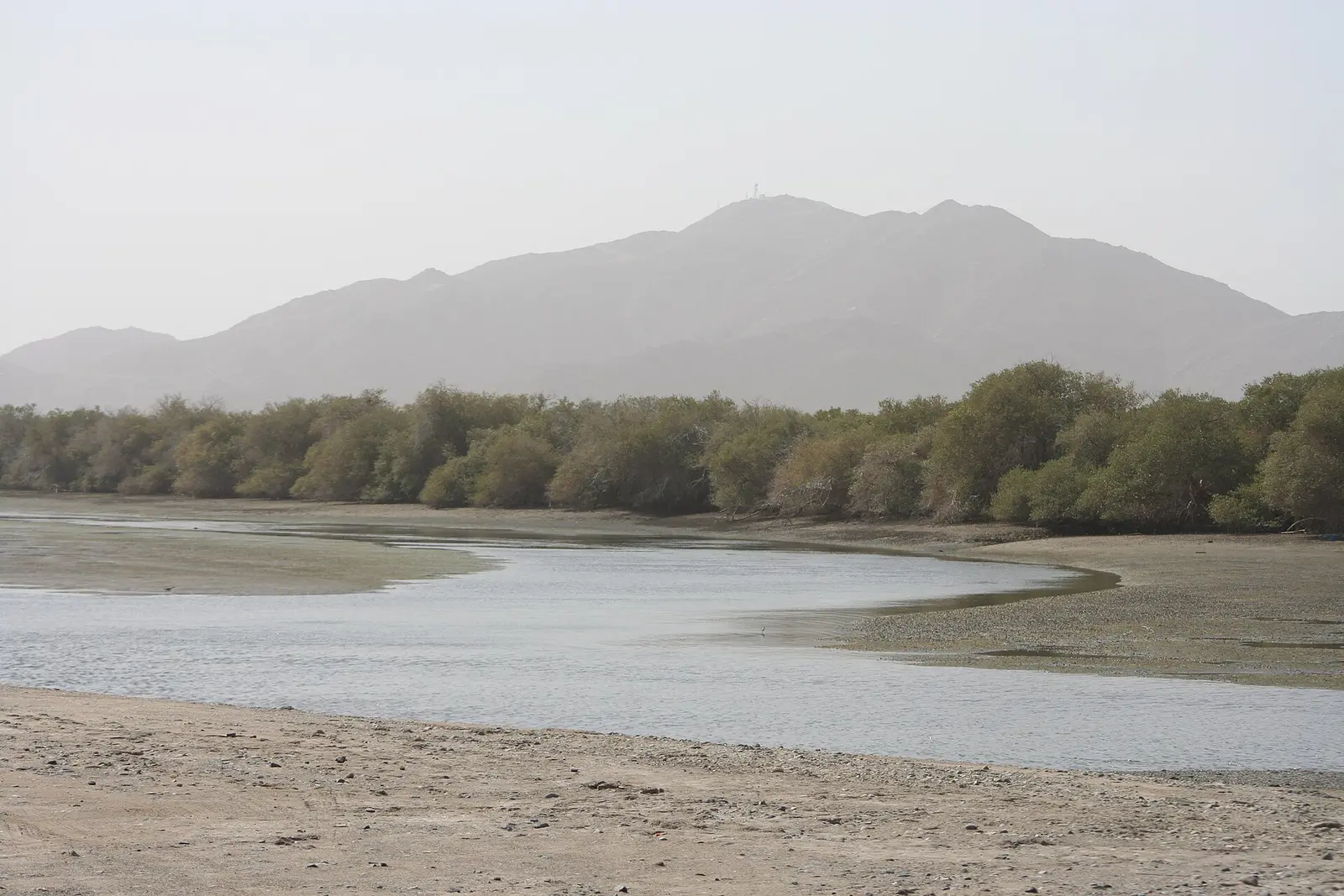 A tidal creek and mangroves at Khor Kalba with mountains behind