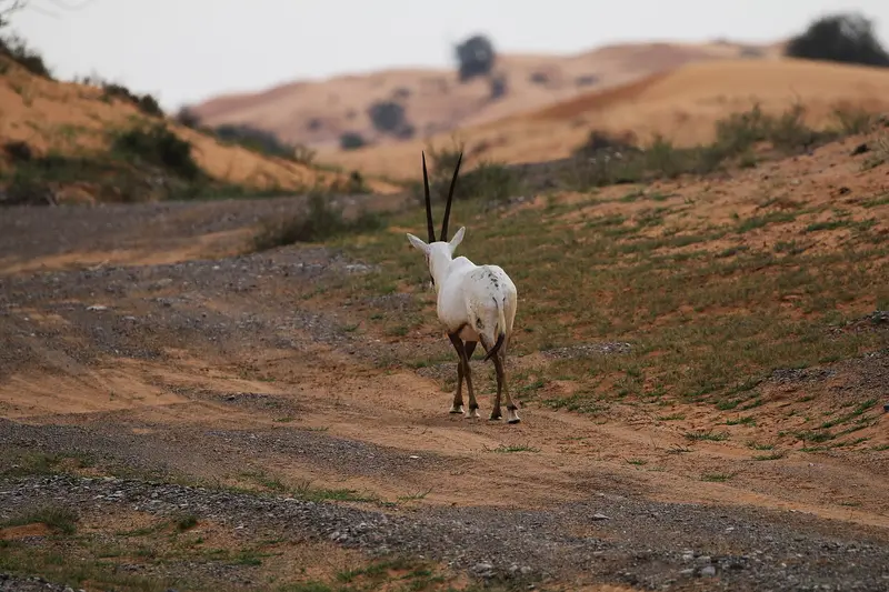 An Arabian oryx walking through the UAE desert