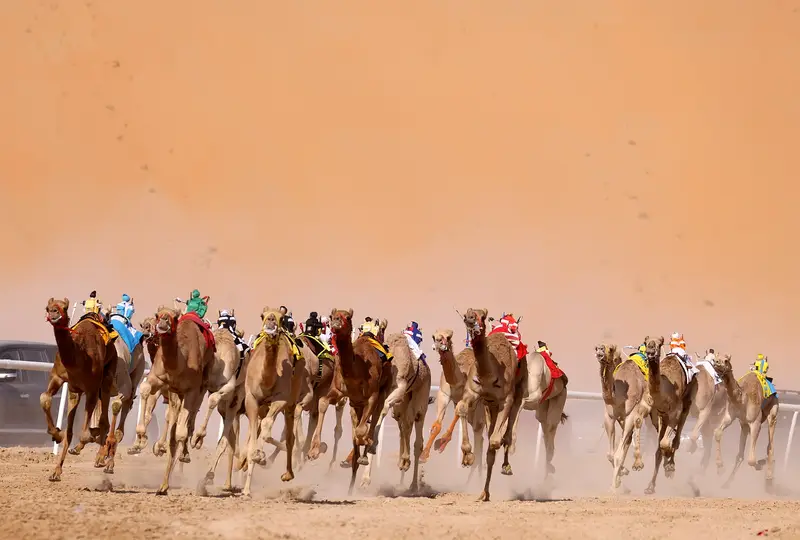 Camels with robot jockeys racing across sand at the Liwa International Festival in the Al Dhafra region